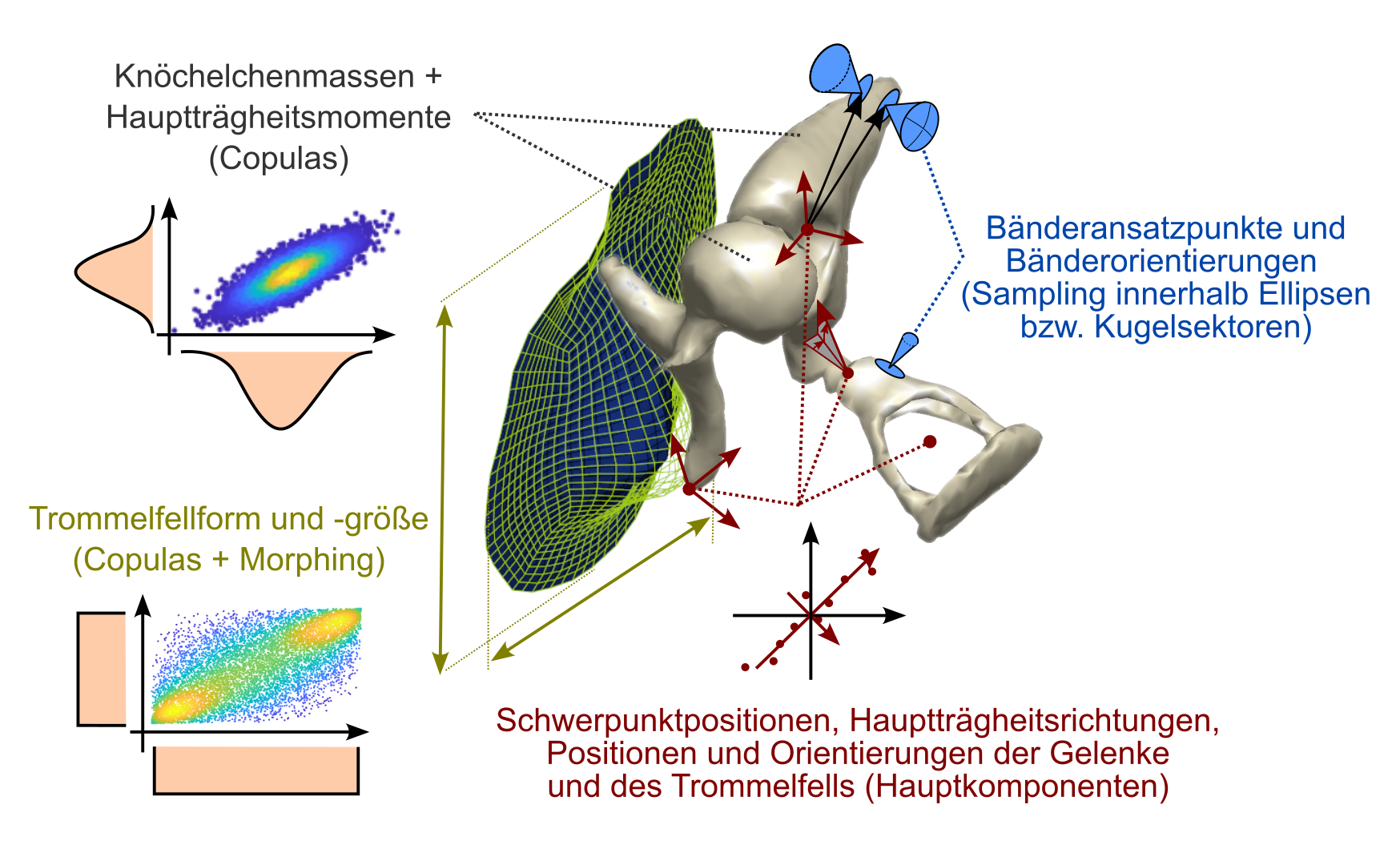 Parametrisierung Populationsmodell