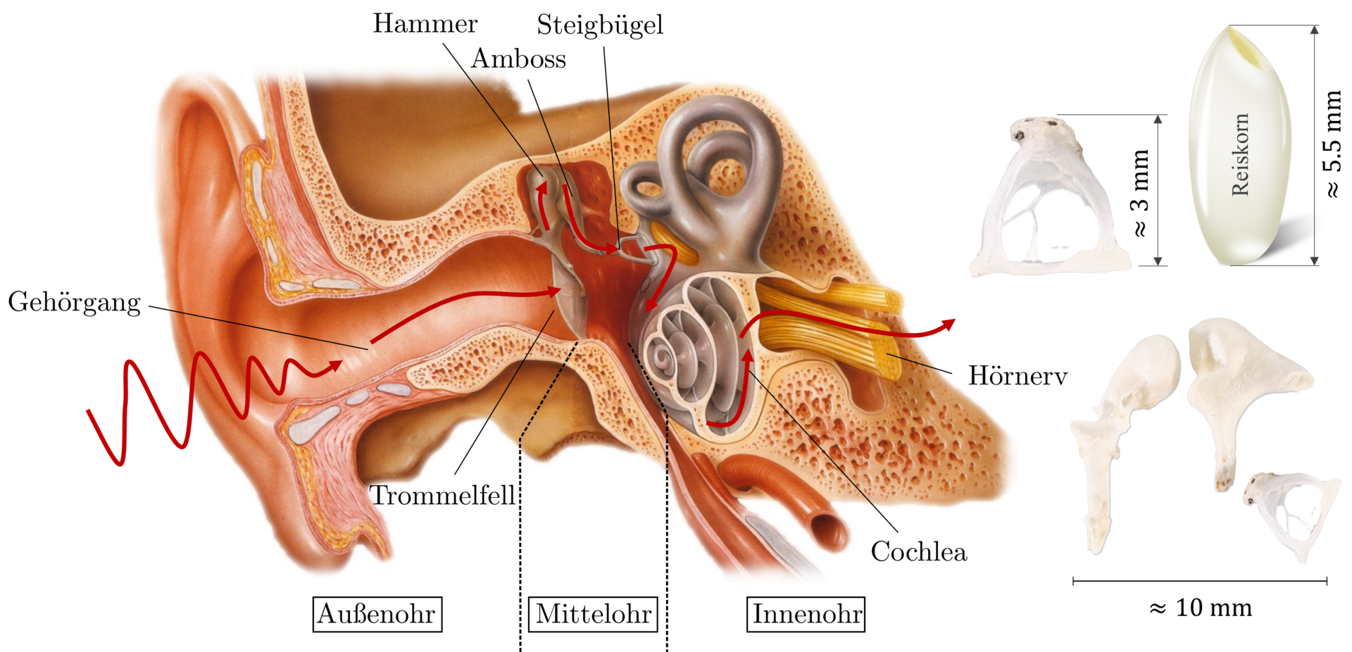 Das Ohr ist eine einzigartige anatomische Struktur, die auf engstem Raum im menschlichen Körper Platz findet und einzigartige physiologische Eigenschaften besitzt. 